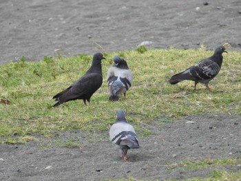 Rock Dove 酒匂川河口 Mon, 5/6/2024