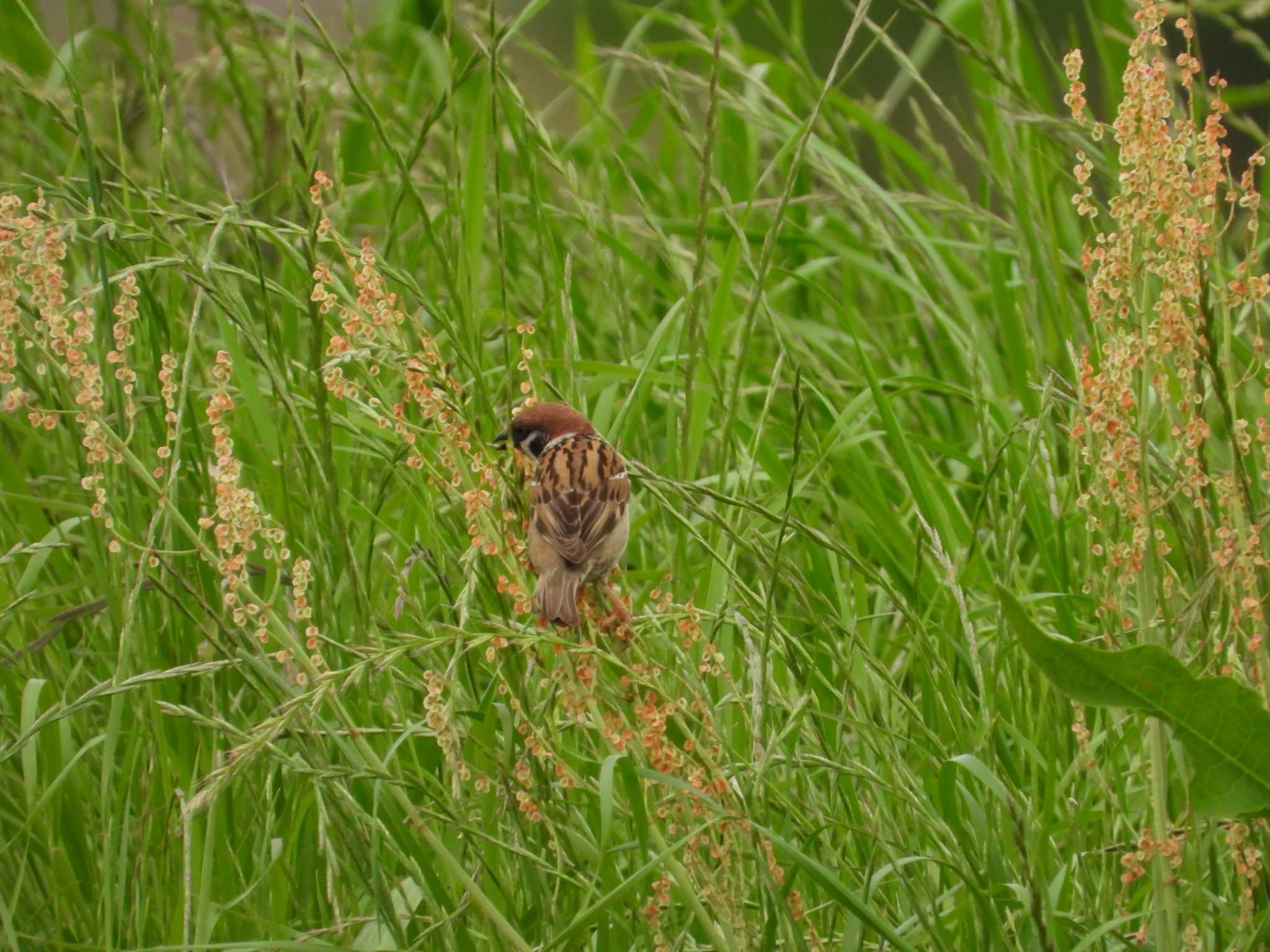 Photo of Eurasian Tree Sparrow at 酒匂川河口 by ヨシテル