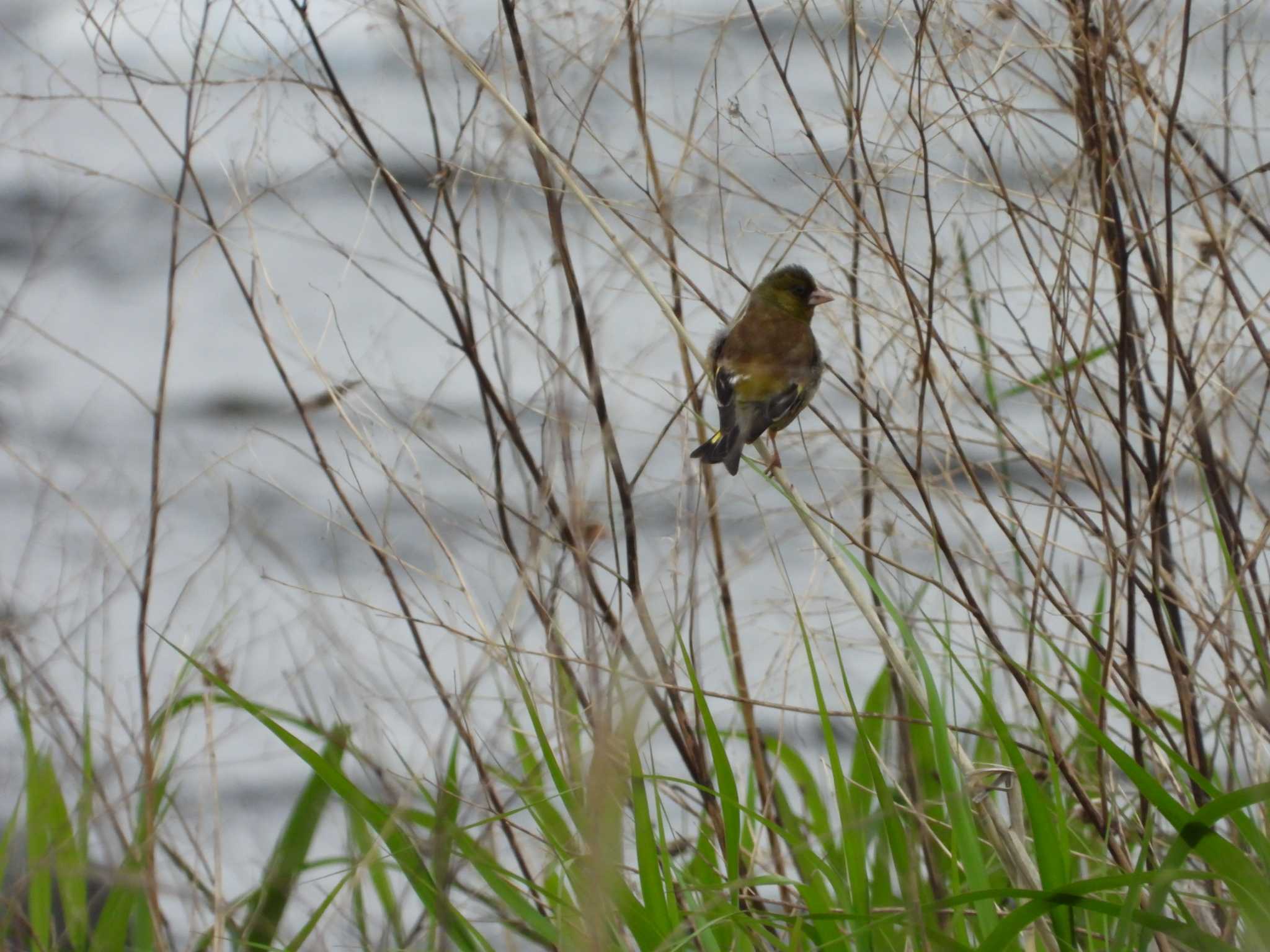 Photo of Grey-capped Greenfinch at 酒匂川河口 by ヨシテル