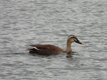 Eastern Spot-billed Duck 酒匂川河口 Mon, 5/6/2024