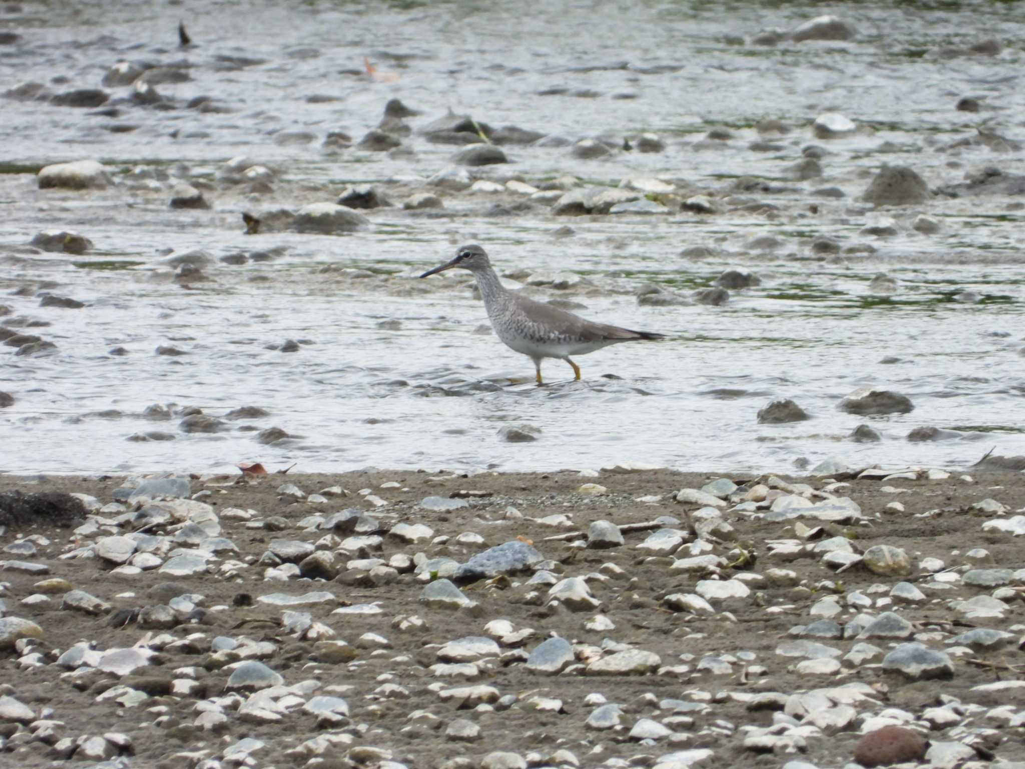 Photo of Grey-tailed Tattler at 酒匂川河口 by ヨシテル