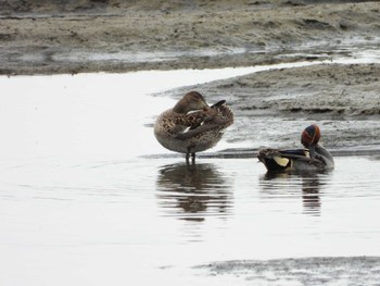 Eurasian Teal 酒匂川河口 Mon, 5/6/2024