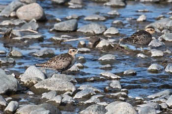 Pacific Golden Plover 酒匂川河口 Sun, 5/5/2024