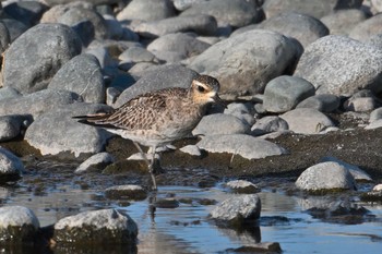 Pacific Golden Plover 酒匂川河口 Sun, 5/5/2024