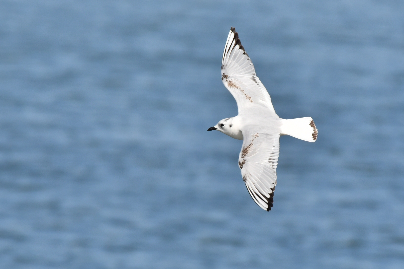 Photo of Saunders's Gull at  by 倶利伽羅