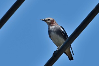 Chestnut-cheeked Starling 相模川　座架依橋付近 Sat, 5/4/2024