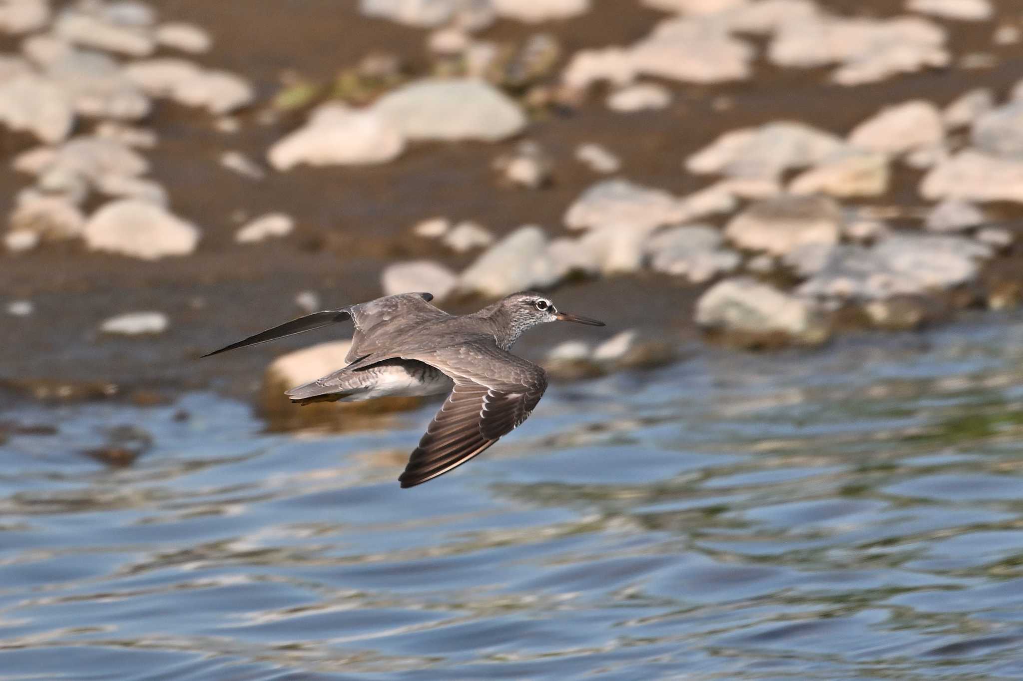 Photo of Grey-tailed Tattler at 酒匂川河口 by WayPoint
