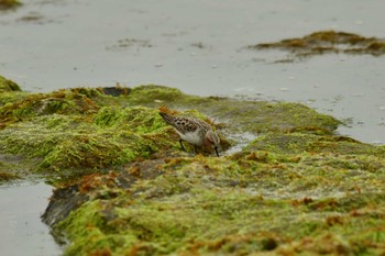 Red-necked Stint 北海道函館市志海苔町 Mon, 5/6/2024