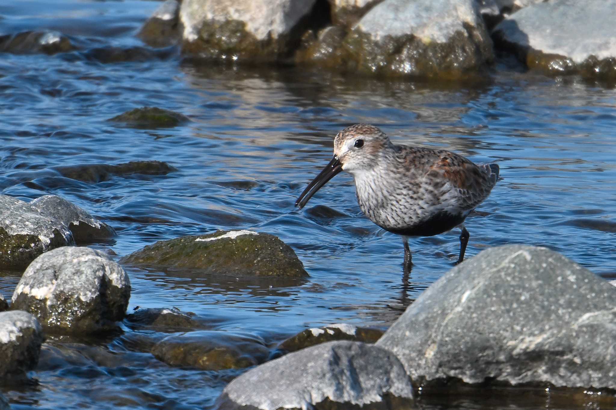Photo of Dunlin at 酒匂川河口 by WayPoint