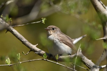 Red-breasted Flycatcher 日立中央研究所 Mon, 3/18/2024