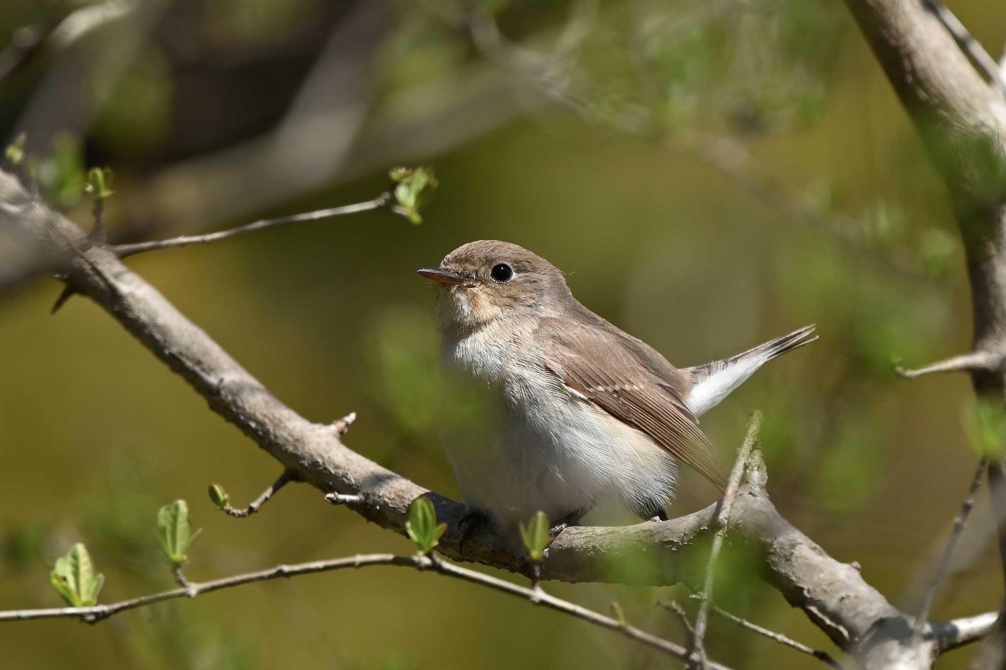 Photo of Red-breasted Flycatcher at 日立中央研究所 by WayPoint