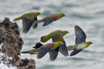 White-bellied Green Pigeon Terugasaki Beach Mon, 5/6/2024