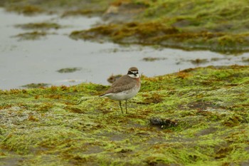 Siberian Sand Plover 北海道函館市志海苔町 Mon, 5/6/2024