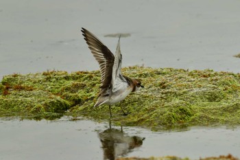 Siberian Sand Plover 北海道函館市志海苔町 Mon, 5/6/2024