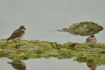 Siberian Sand Plover 北海道函館市志海苔町 Mon, 5/6/2024