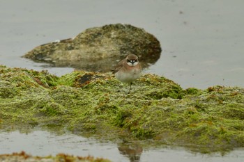 Siberian Sand Plover 北海道函館市志海苔町 Mon, 5/6/2024