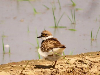 Little Ringed Plover Inashiki Sun, 4/28/2024