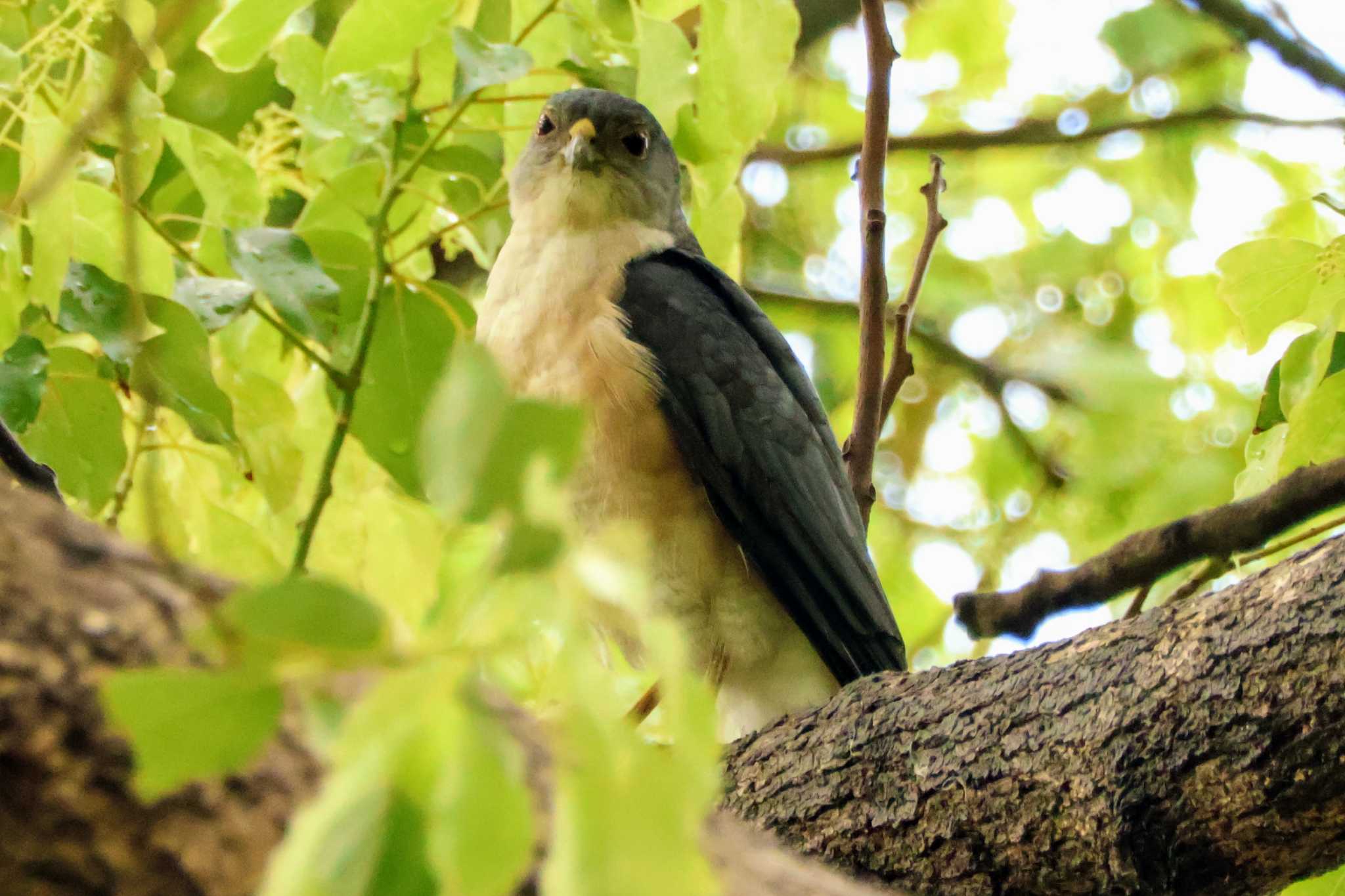 Photo of Japanese Sparrowhawk at 千葉県立行田公園 by ペロ吉