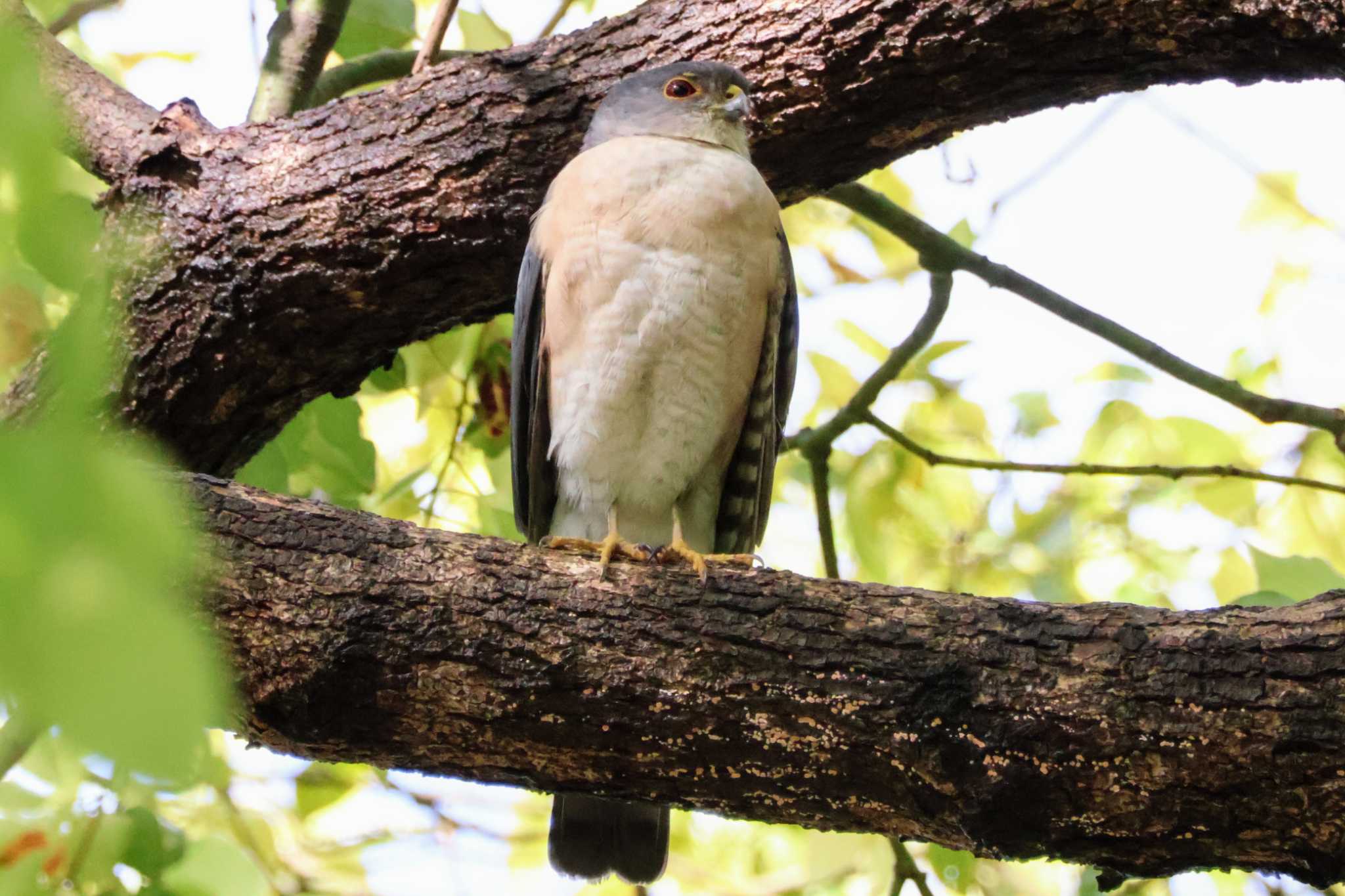 Photo of Japanese Sparrowhawk at 千葉県立行田公園 by ペロ吉