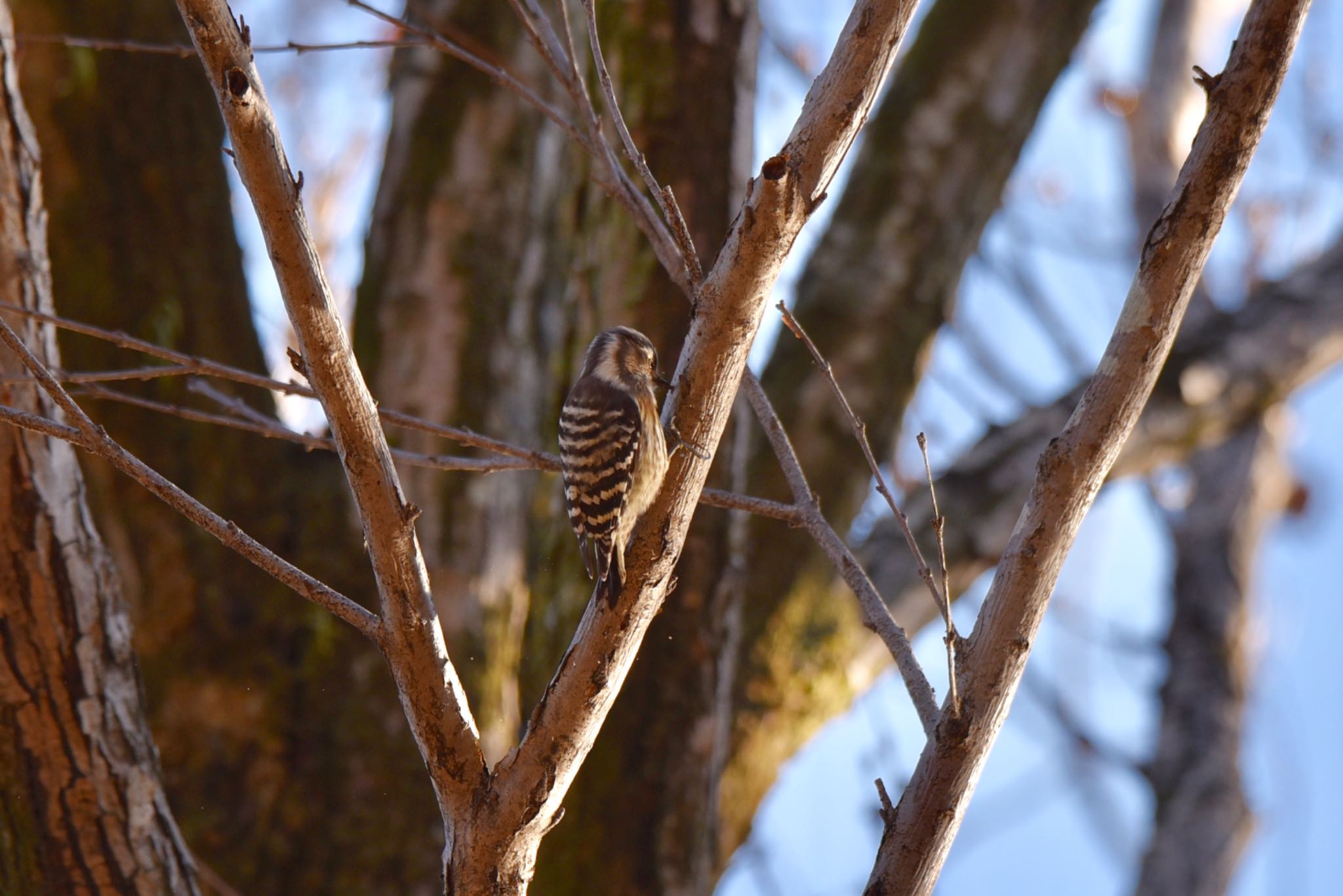 Photo of Japanese Pygmy Woodpecker at 井ノ頭公園 by HiroA