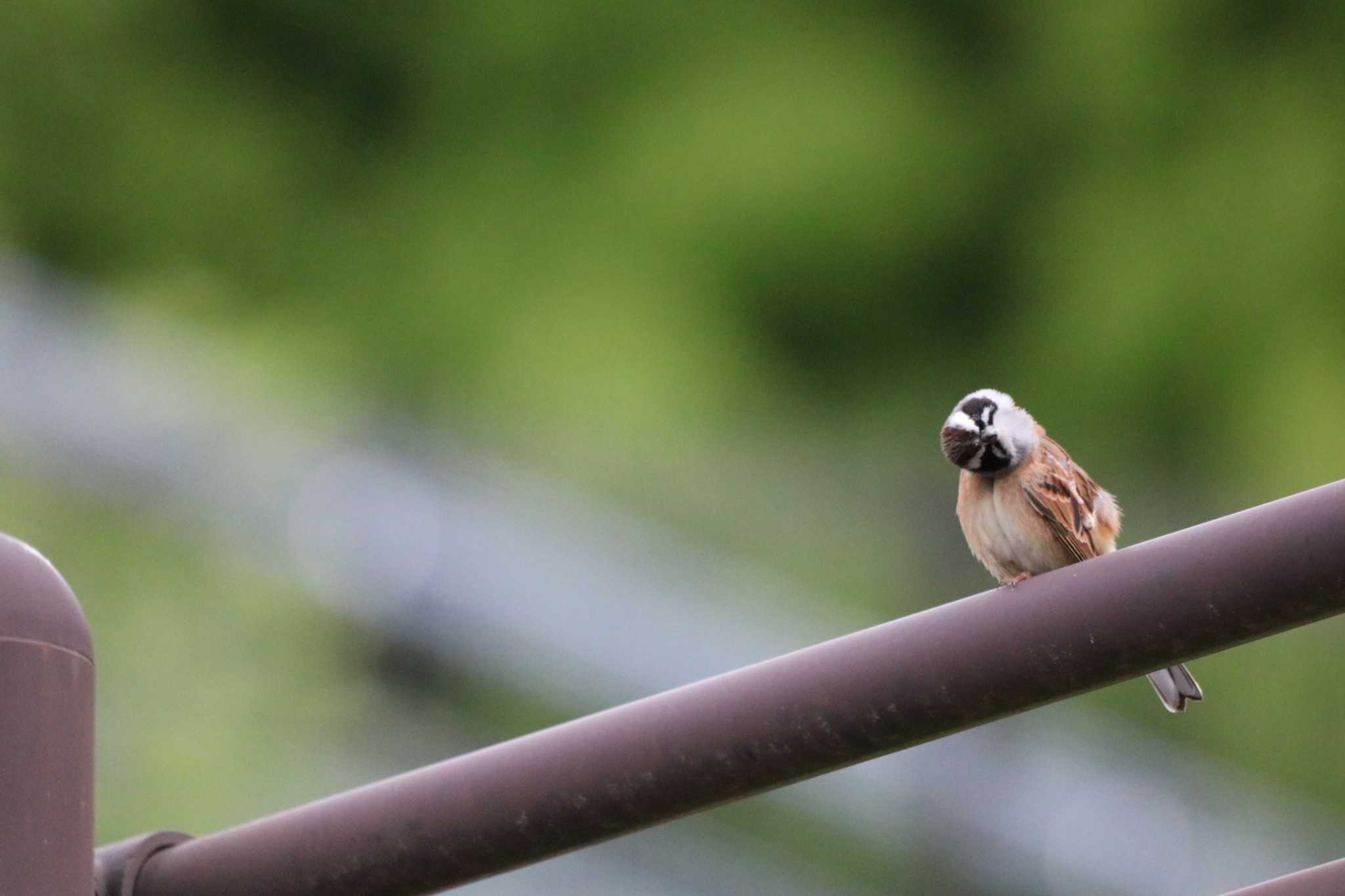 Photo of Meadow Bunting at 山岳スポーツセンター by 大野雅己