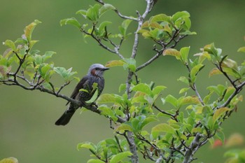 White-cheeked Starling 山岳スポーツセンター Mon, 5/6/2024