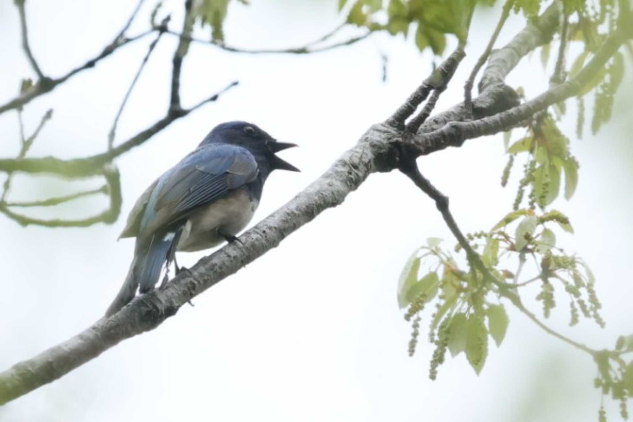 Blue-and-white Flycatcher