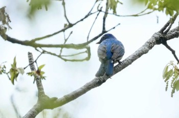 オオルリ 長野県上伊那 2024年4月27日(土)