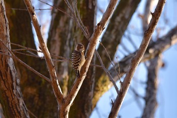 Japanese Pygmy Woodpecker 井ノ頭公園 Fri, 1/4/2019