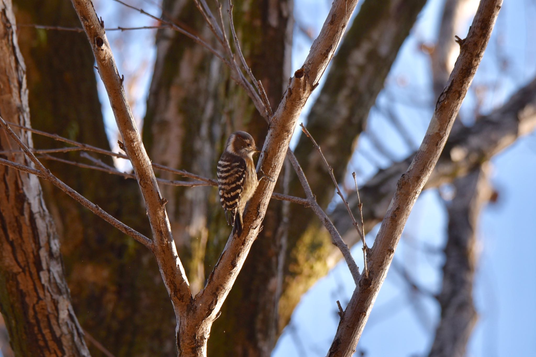 Photo of Japanese Pygmy Woodpecker at 井ノ頭公園 by HiroA