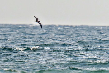 Streaked Shearwater Terugasaki Beach Mon, 5/6/2024