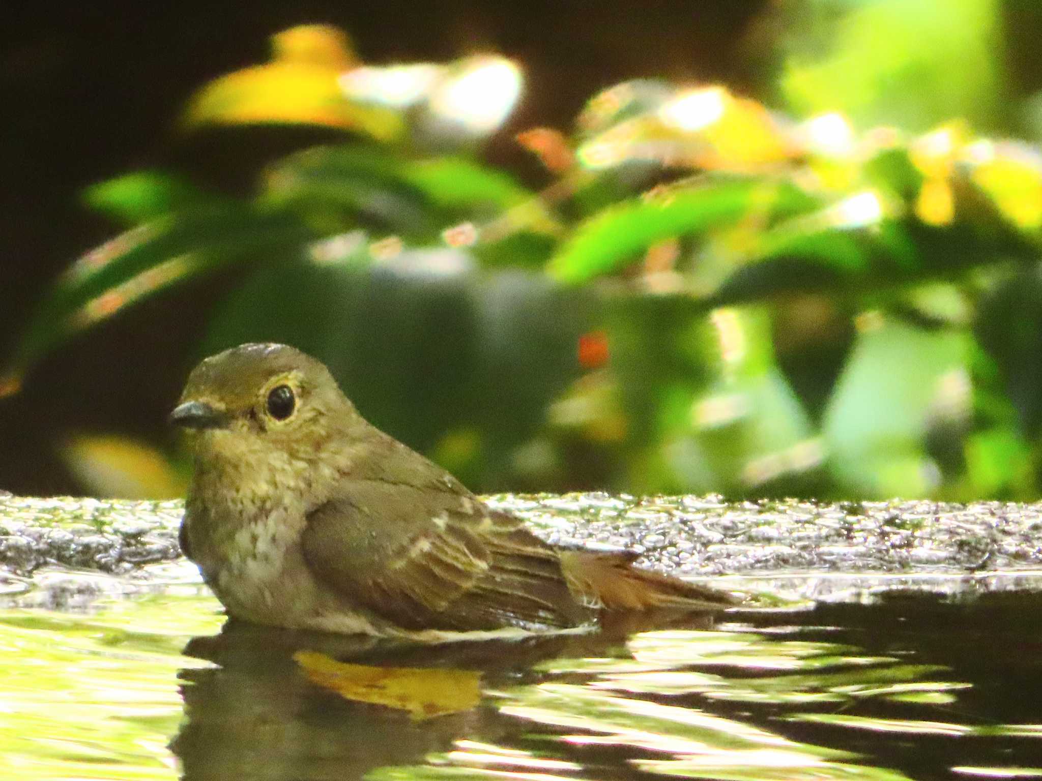 Narcissus Flycatcher