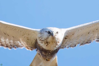 Rough-legged Buzzard 利根川 Sat, 3/2/2024