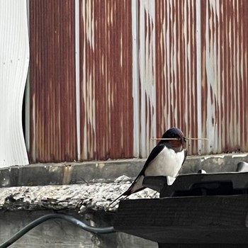 Barn Swallow ツバメハイツA(2024) Tue, 5/7/2024