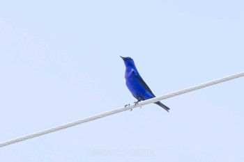 2024年4月25日(木) 巴朗山(Balangshan)の野鳥観察記録