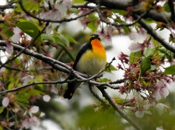 Narcissus Flycatcher 札幌モエレ沼公園 Tue, 5/7/2024