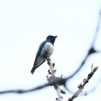 Blue-and-white Flycatcher Nishioka Park Tue, 5/7/2024