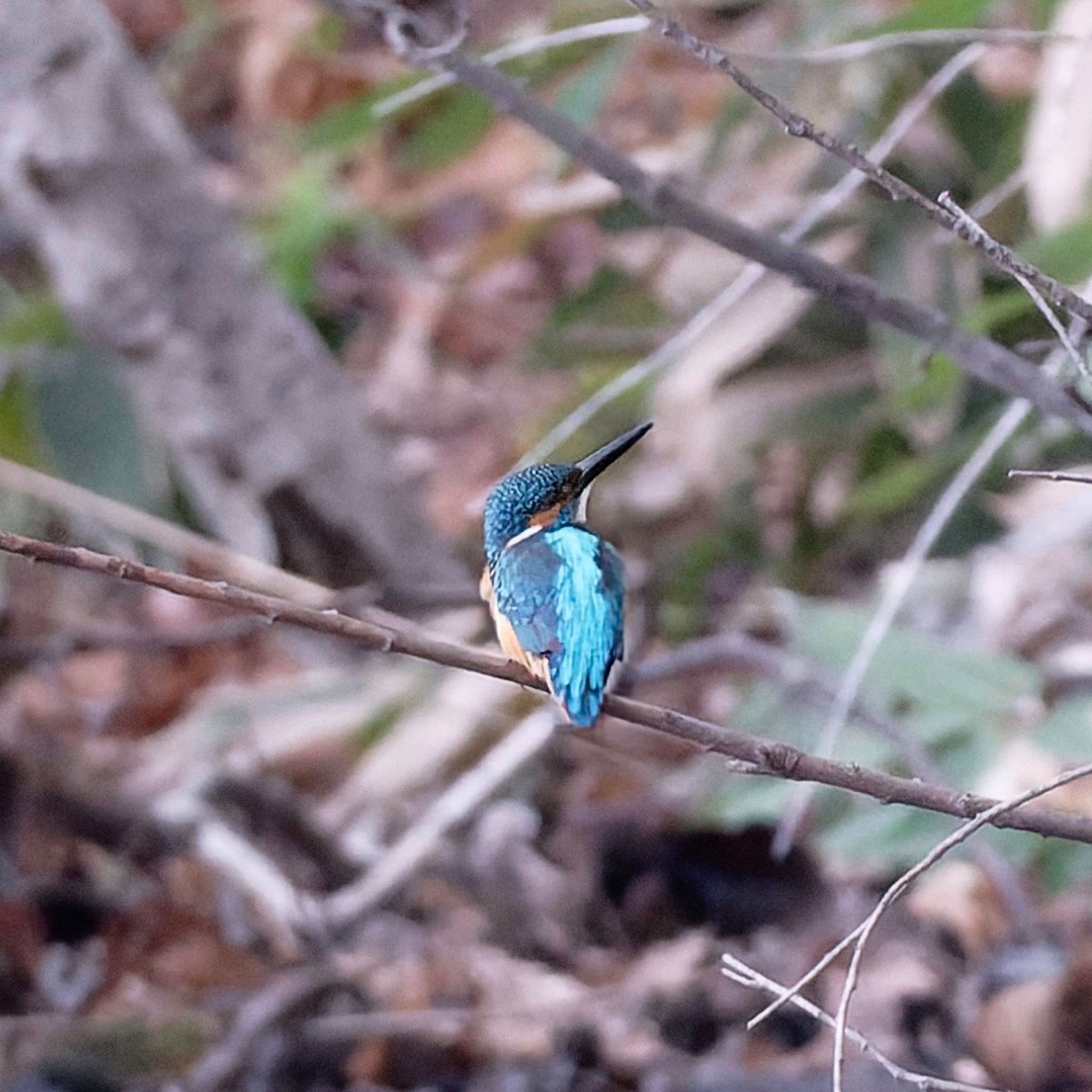 Photo of Common Kingfisher at Nishioka Park by haha.9535