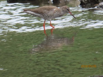 Common Redshank Kasai Rinkai Park Mon, 5/6/2024