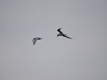 Little Tern Sambanze Tideland Sun, 4/21/2024