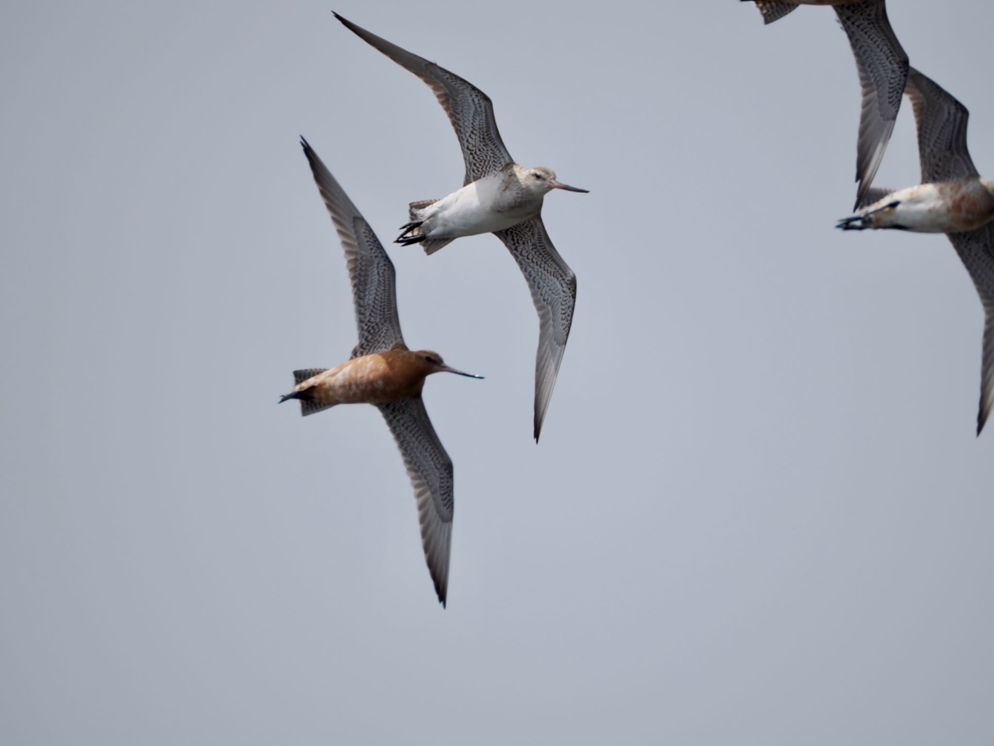 Photo of Bar-tailed Godwit at Sambanze Tideland by 孝一