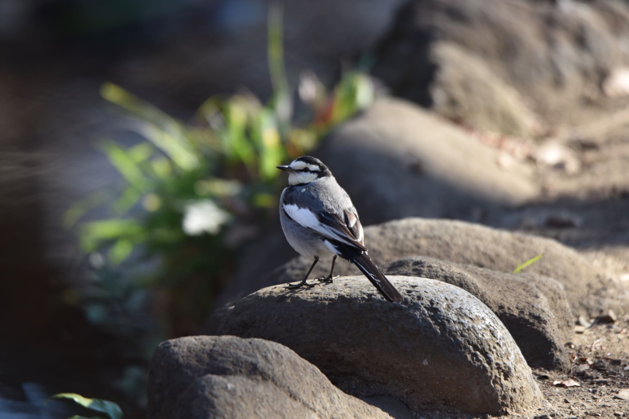 Photo of White Wagtail at 井ノ頭公園 by HiroA