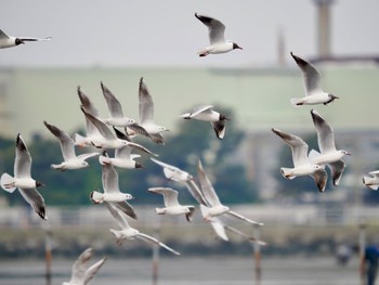 ユリカモメ ふなばし三番瀬海浜公園 2024年4月21日(日)