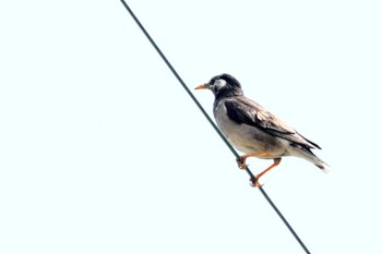 White-cheeked Starling 長野県東筑摩郡 Mon, 4/29/2024