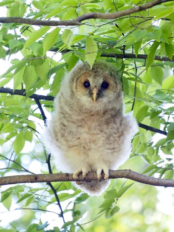 Ural Owl 雀神社 Sun, 5/5/2024