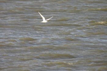 Common Tern Isanuma Sun, 5/5/2024