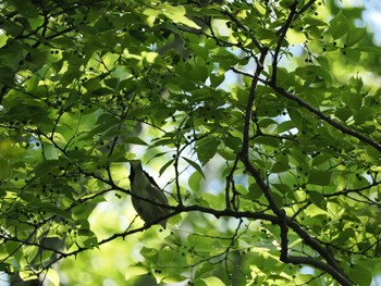 2024年5月3日(金) 水元公園の野鳥観察記録