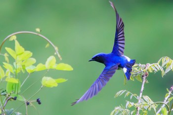 Sun, 4/28/2024 Birding report at Hayatogawa Forest Road