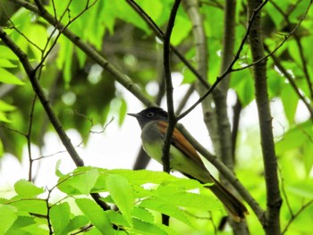 Black Paradise Flycatcher Osaka castle park Tue, 5/7/2024