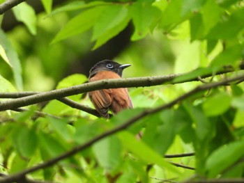 Black Paradise Flycatcher Osaka castle park Tue, 5/7/2024